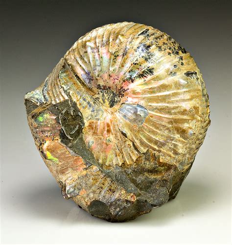 opalized ammonites for sale.